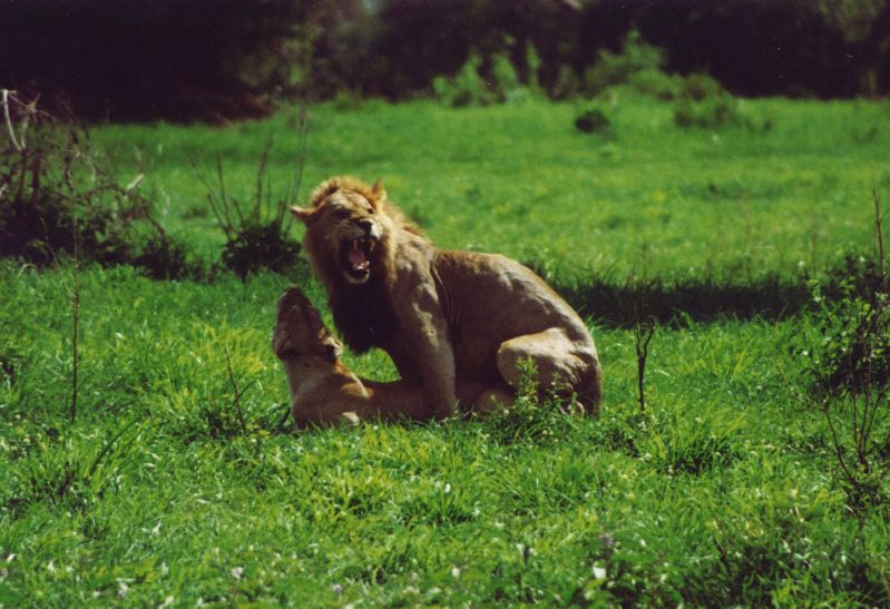 Op safari naar Afrika — foto 1