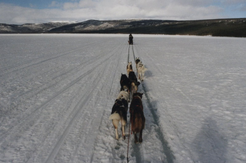 Trektocht met hondesleeën in Zweden — foto 3